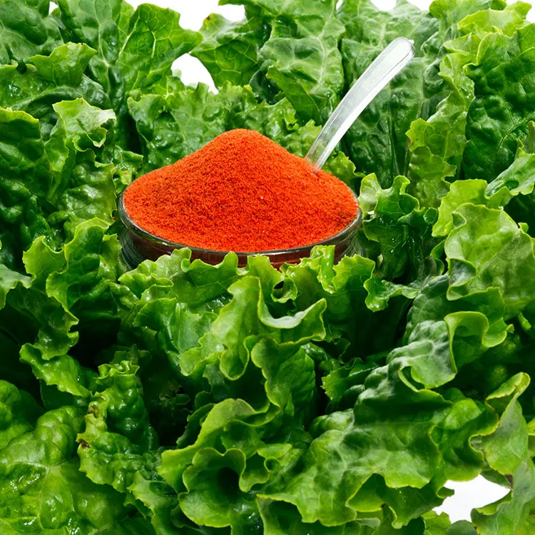 Tomato Extract Powder Dehydrated Dried Tomato Powder Price