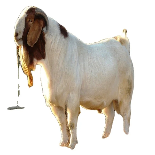 good price BOER GOAT  FOR SALE