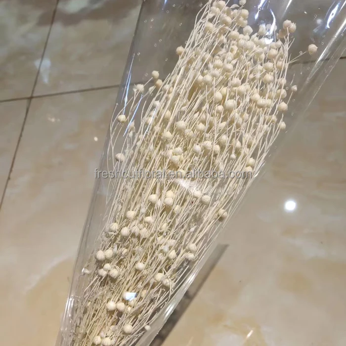 Amazona Yunnan Wholesale Dried Flowers Real Preserved Long Stem Gold Sliver Jequirity Bean Riches Beans As Decoration Flower