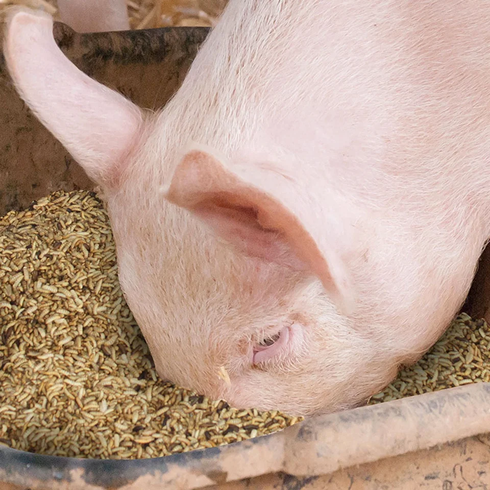 Best Selling VITAMINS & MINERALS Food Icon For Fish Raw Meat Vegetables Etc VITAMINS & MINERALS Hikari Frozen Fish Food