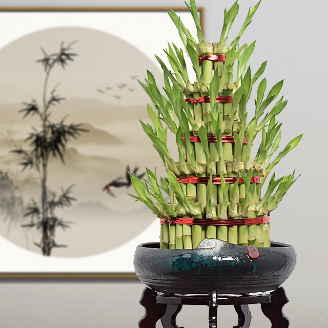 Бонсай draceana sanderiana tower lucky bamboo оптом