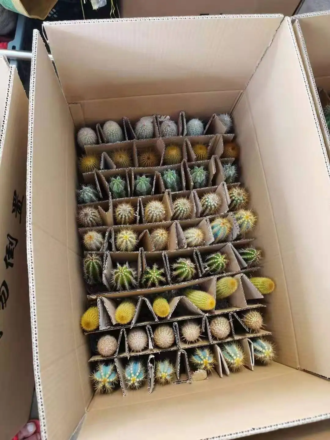 
Wholesale 8-12cm mixed cactus box Mini Office Decoration Desktop Ornamental Woody Plants cactus or cactus plants live natural 