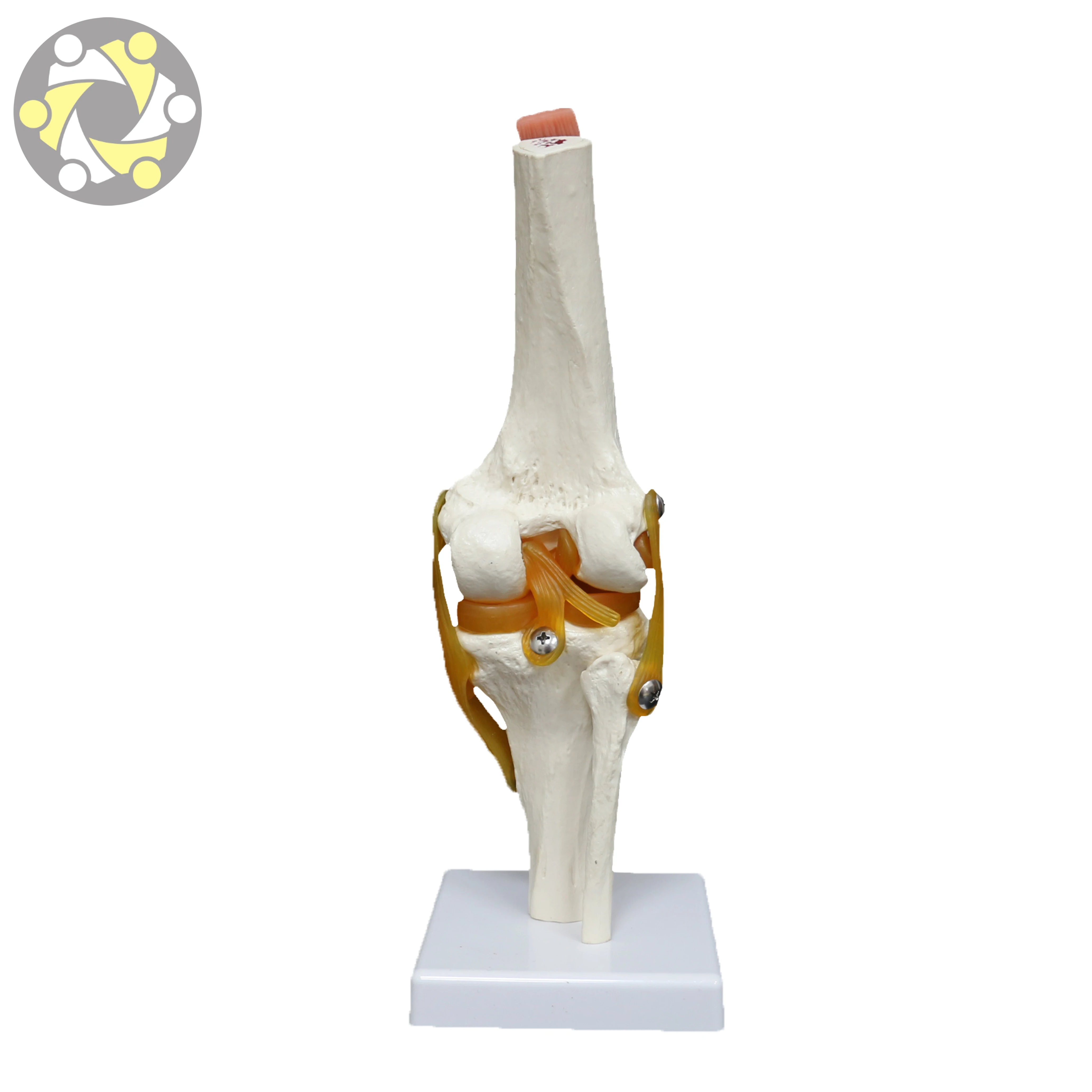Medical Science Plastic Human Artificial Knee Joint Model with Ligament Anatomical Skeleton Model