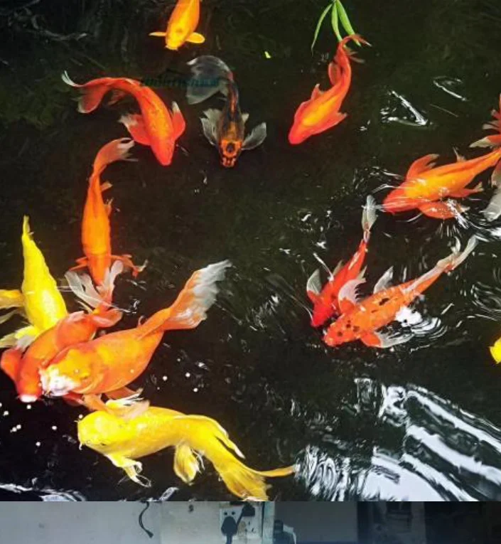 Nitrifying bacteria in sewage treatment to reduce nitrite and ammonia nitrogen