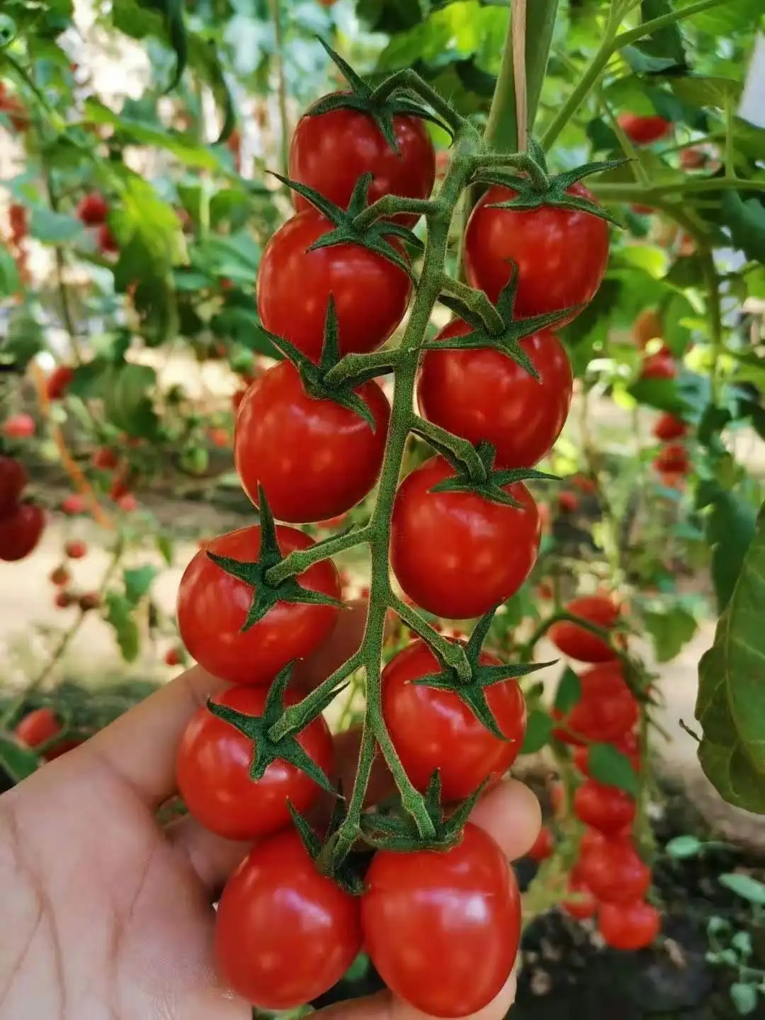
Indeterminate Cherry Hybrid F1 Red Fruit Color Cherry Tomato Seeds from China 
