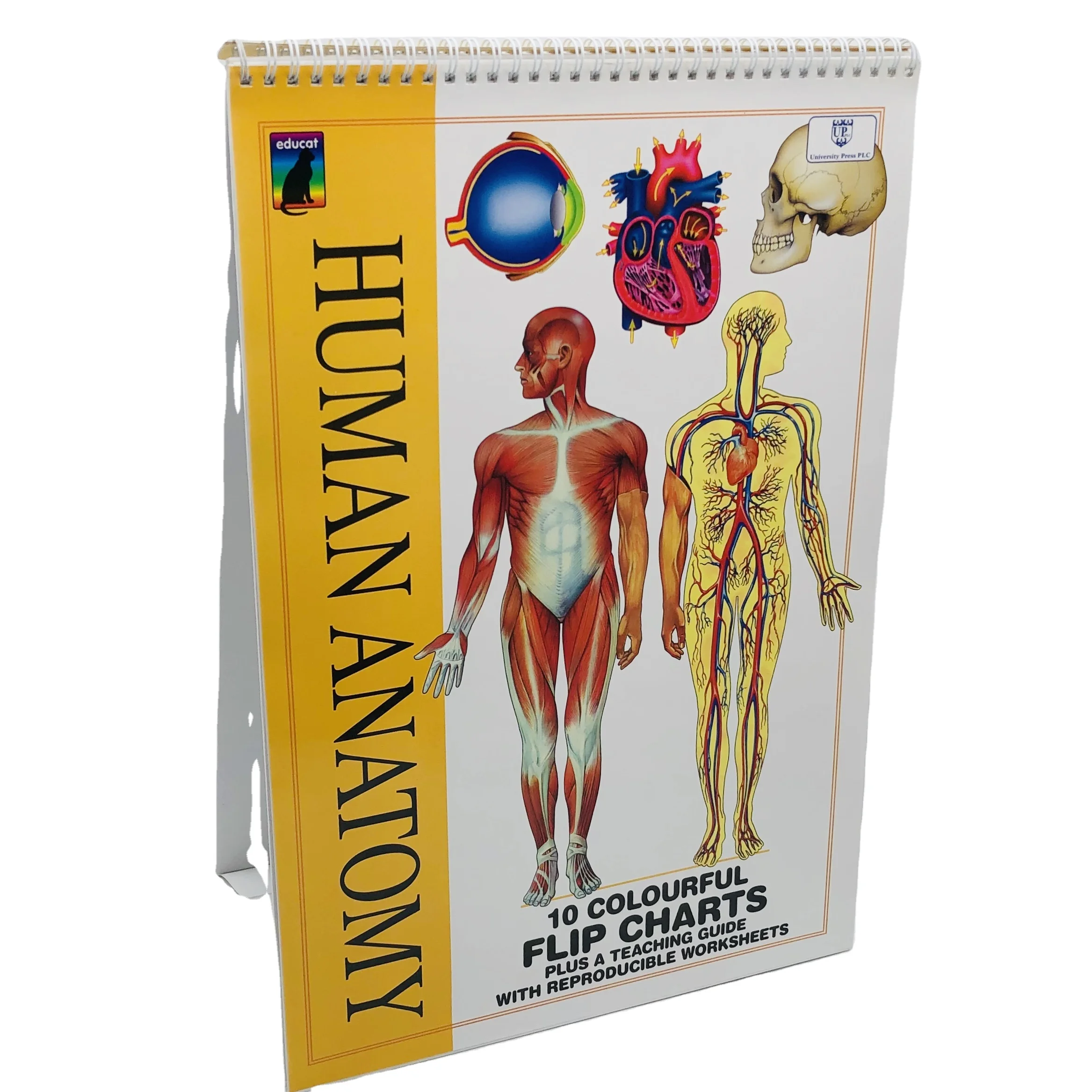 
Free Size Custom Design Cardboard Books Various Children Book Production Factory Board Book Set 