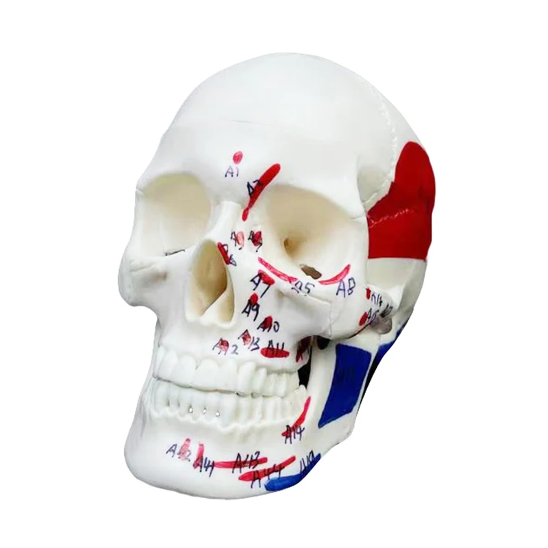 production human skeleton 1/2 size PVC head skull anatomical teaching model with color muscle 3 parts mini  Colored skull model