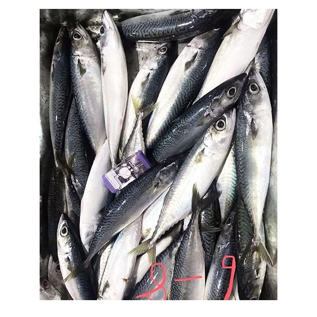 Высокое качество скумбрия и сардины рыбы