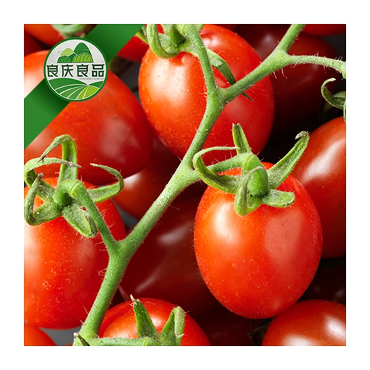 Factory Wholesale Sweet Fresh Cherry Tomatoes Solanceous Vegetable Red Cherry Tomato