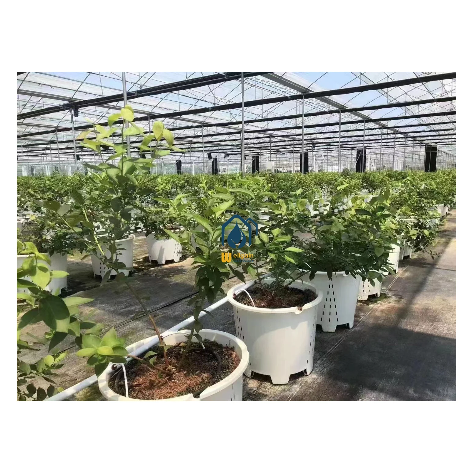 hidroponic system greenhouse plastics blueberry pot