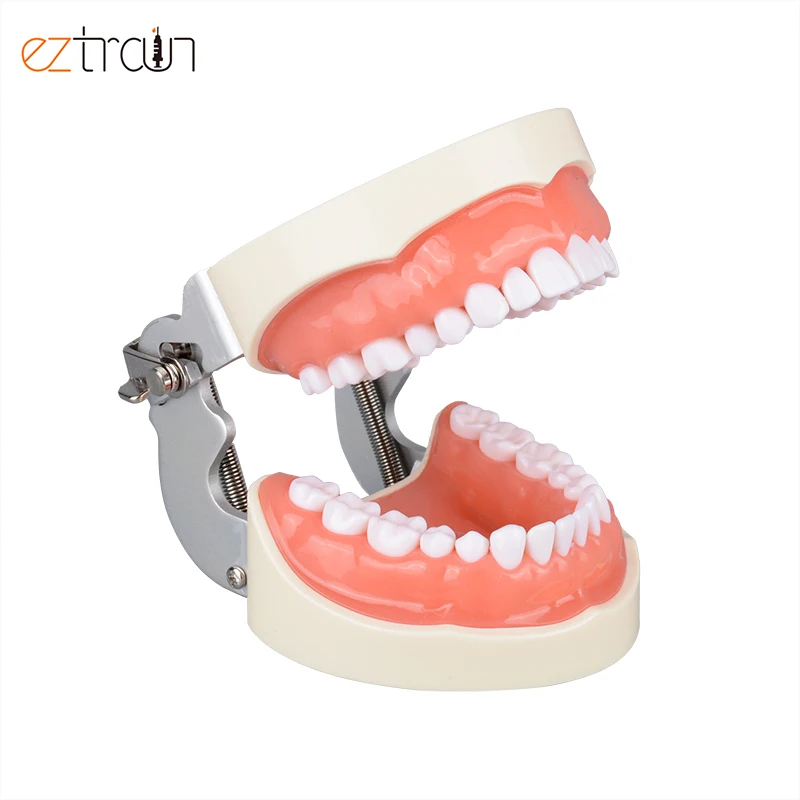 Oral Students Preparation Dental Model 32 Teeth Preparation Dental Model