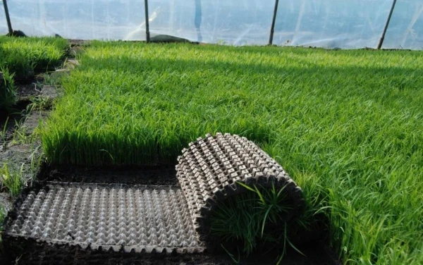 9-inch machine transplanting seedling raising hard disk rice seedling raising plate flat bottom turnover plate