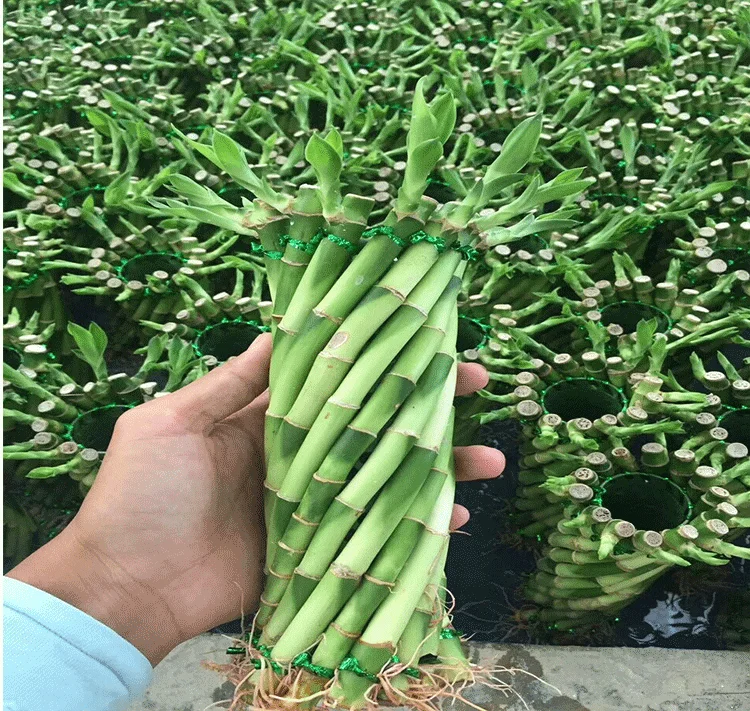 
Fengshui wheel lucky bamboo dracaena sanderiana 