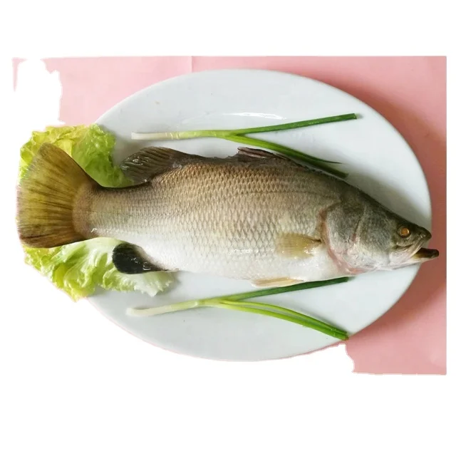 Sell frozen seafood product sea bass barramundi fish
