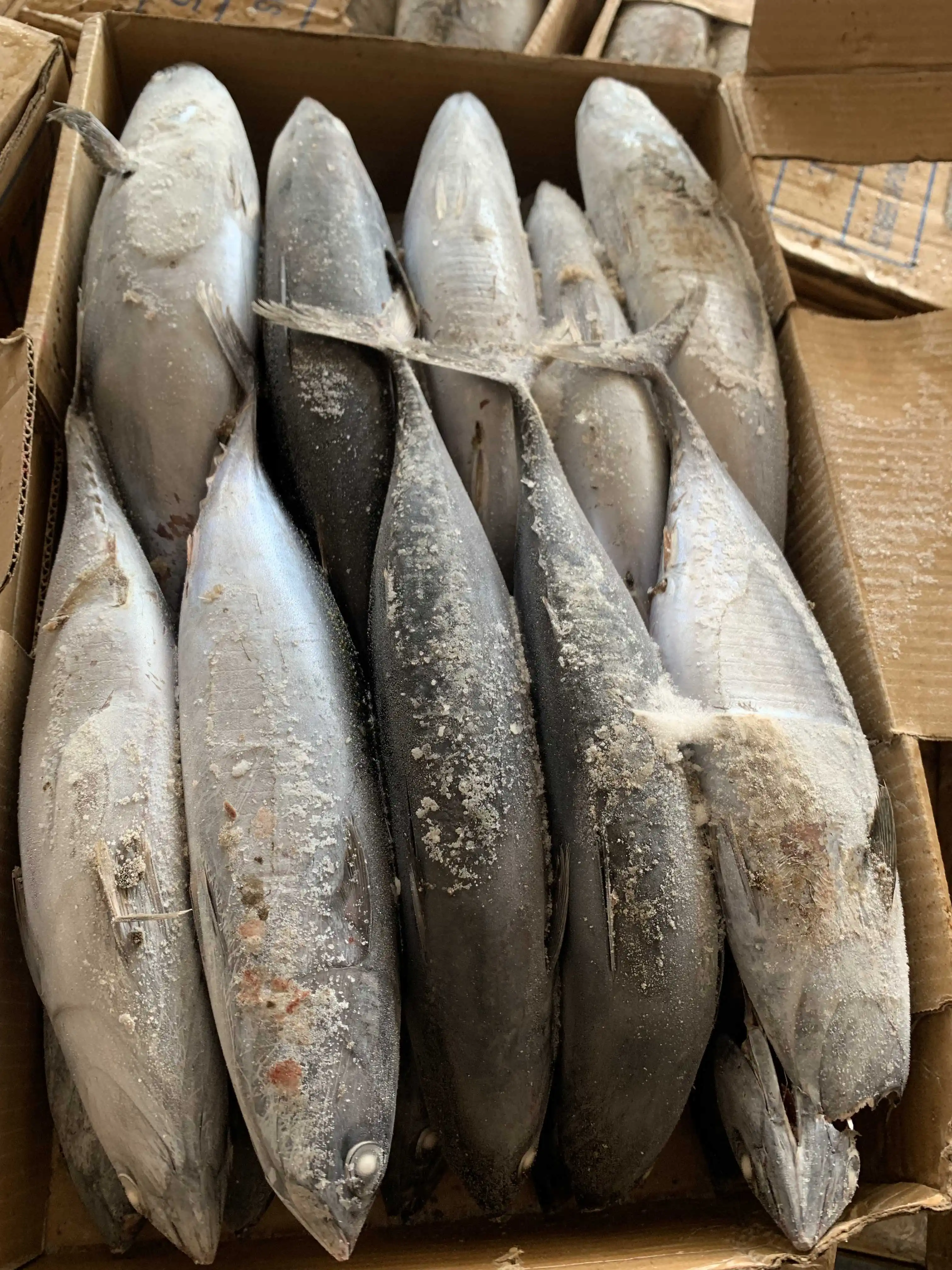 Заводская поставка, хорошее качество, Бонито, тунец для японского рынка