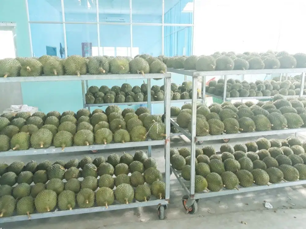 FRESH DURIAN ORIGIN VIETNAM (Ms.Holiday 84 845 639 639)
