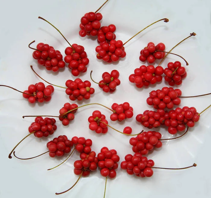 
Bei wu wei zi 100% Wild herb medicine schisandra chinensis plants natural schisandra berries chinensis for sale 