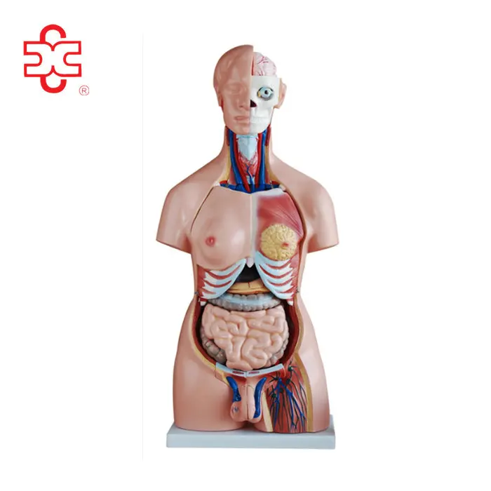 40parts, 85cm sexes torso model