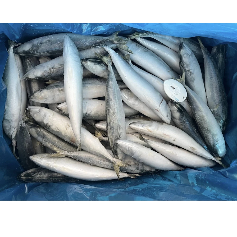 Тихая Скумбрия japonicus IQF 6-8 8-10 10-12 легкая скумбрия для малазийского рынка