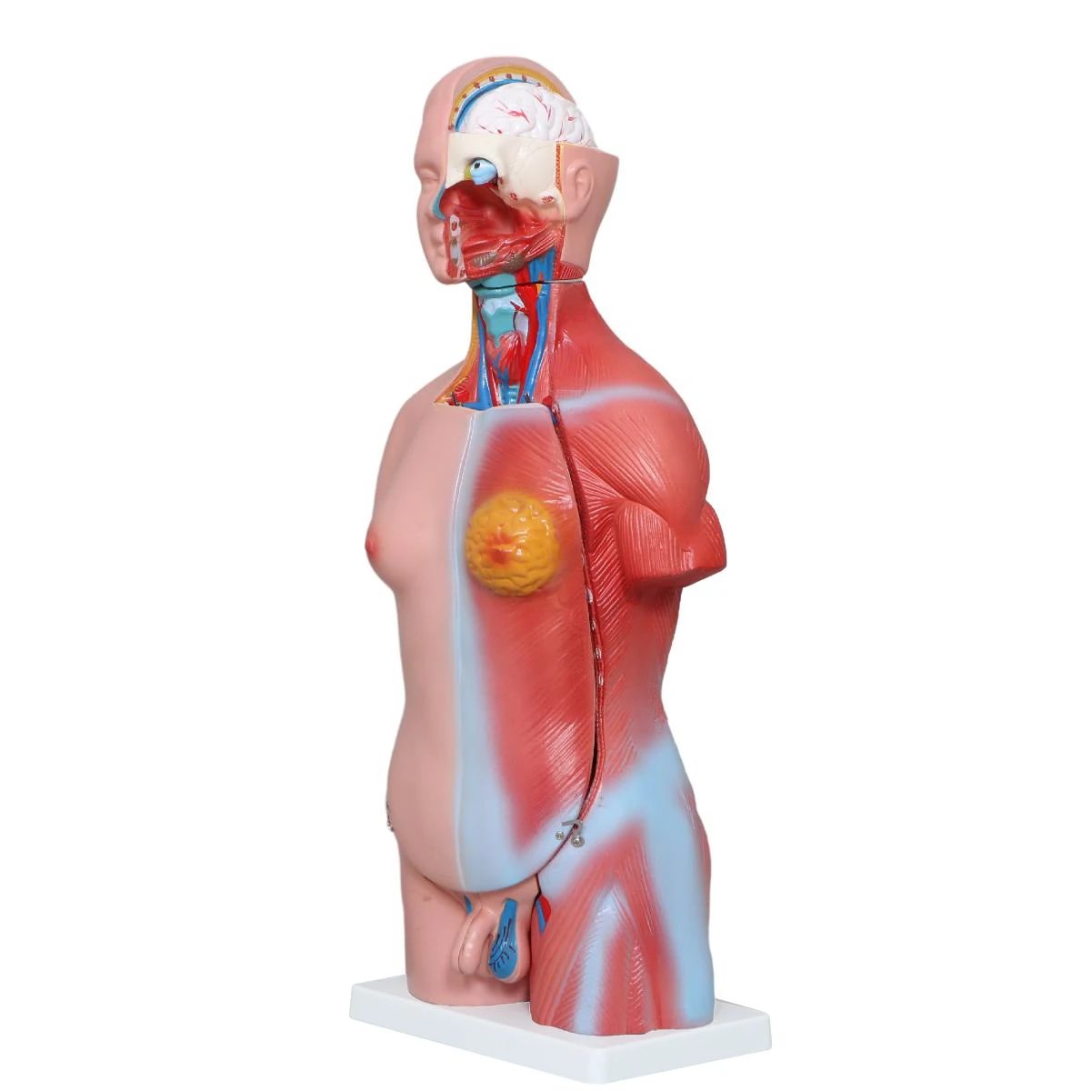 Factory  Human Torso Anatomy Model medical anatomical model medical science  Mannequin Medical Science 42CM Torso 23Parts Torso