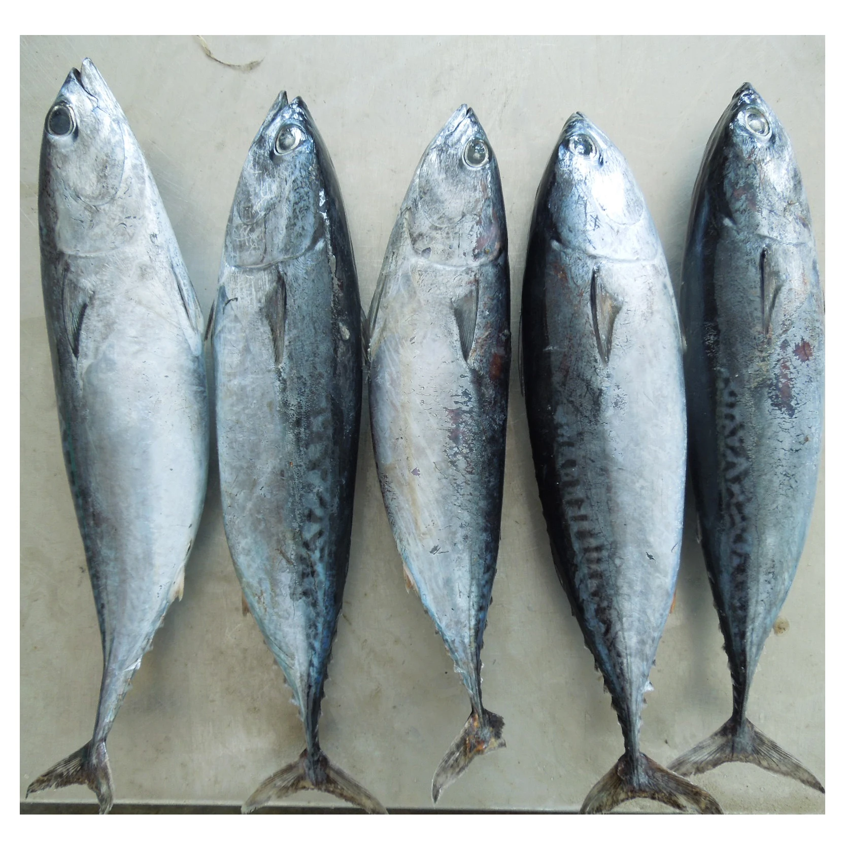 Замороженный Бонито скумбрия тунец шкидок