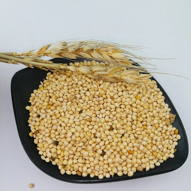 Good Quality Factory Wholesale Food Natural Birds Eat White Broom Corn Millet