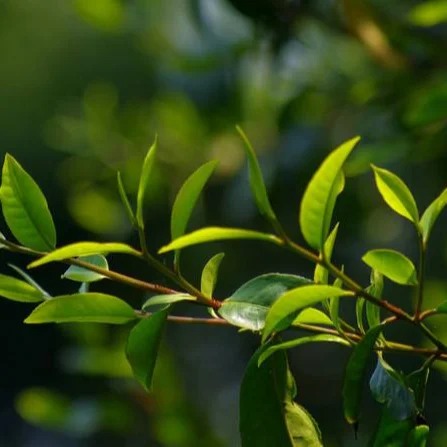 TEA TREE soft and moisturizing your delicate skin BODY WASH