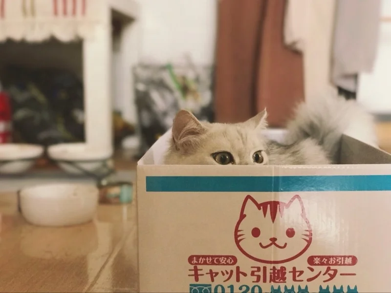 
carton cat box toy cardboard cat scratcher box 