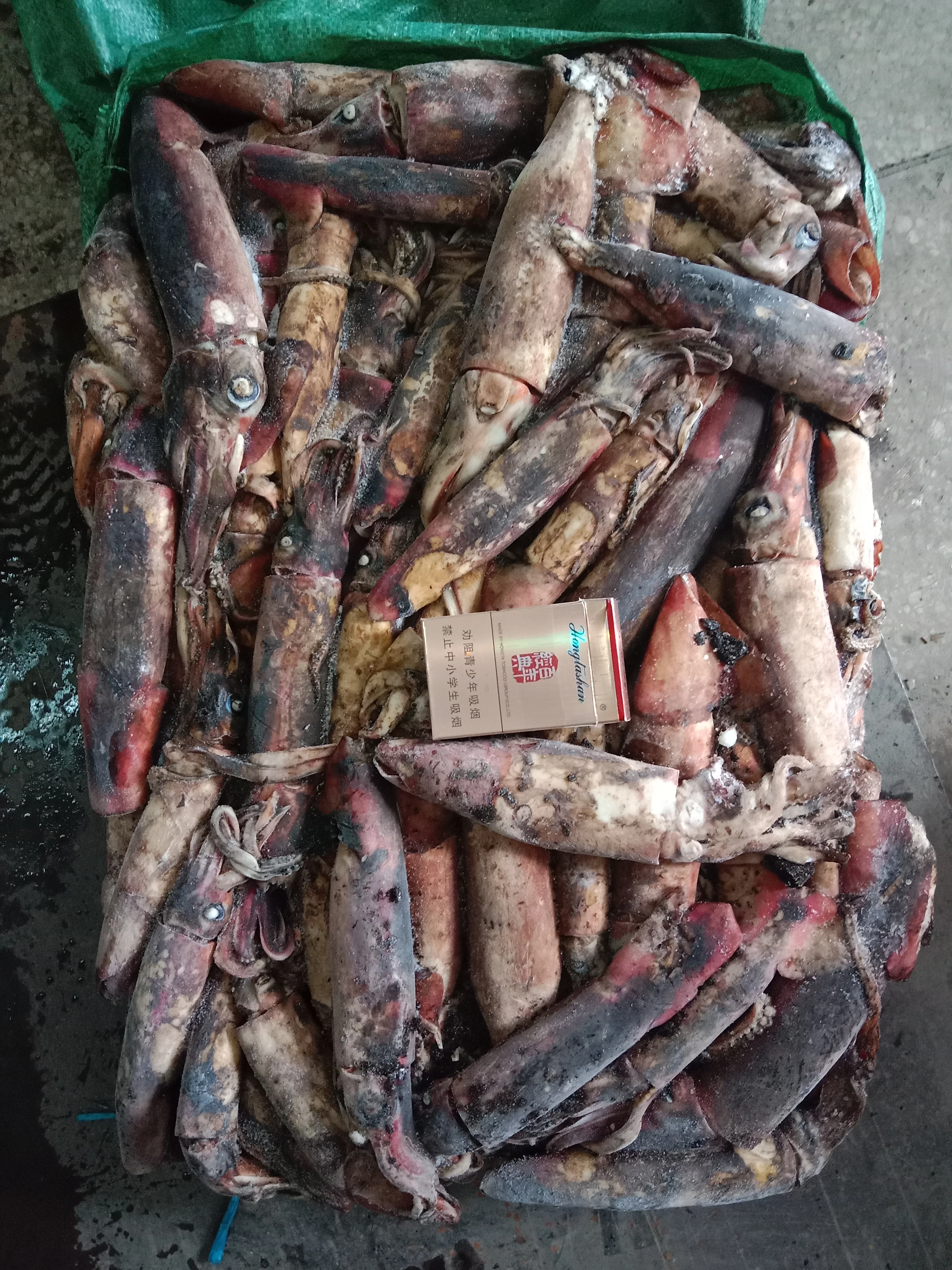 Factory Direct Supply Frozen Black Squid  Whole Round