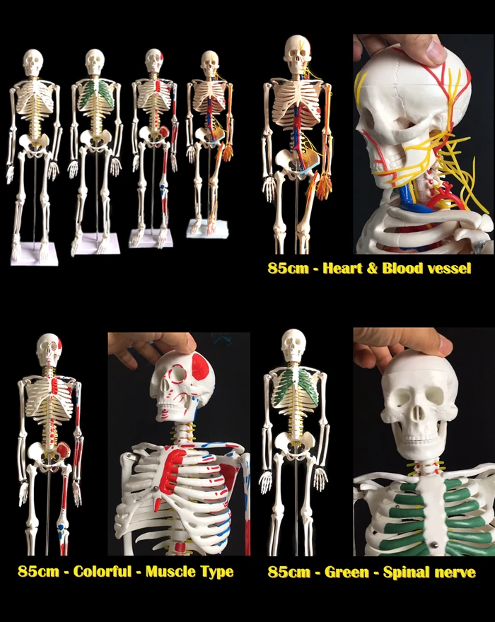  3d модель анатомического человеческого позвоночника из ПВХ для