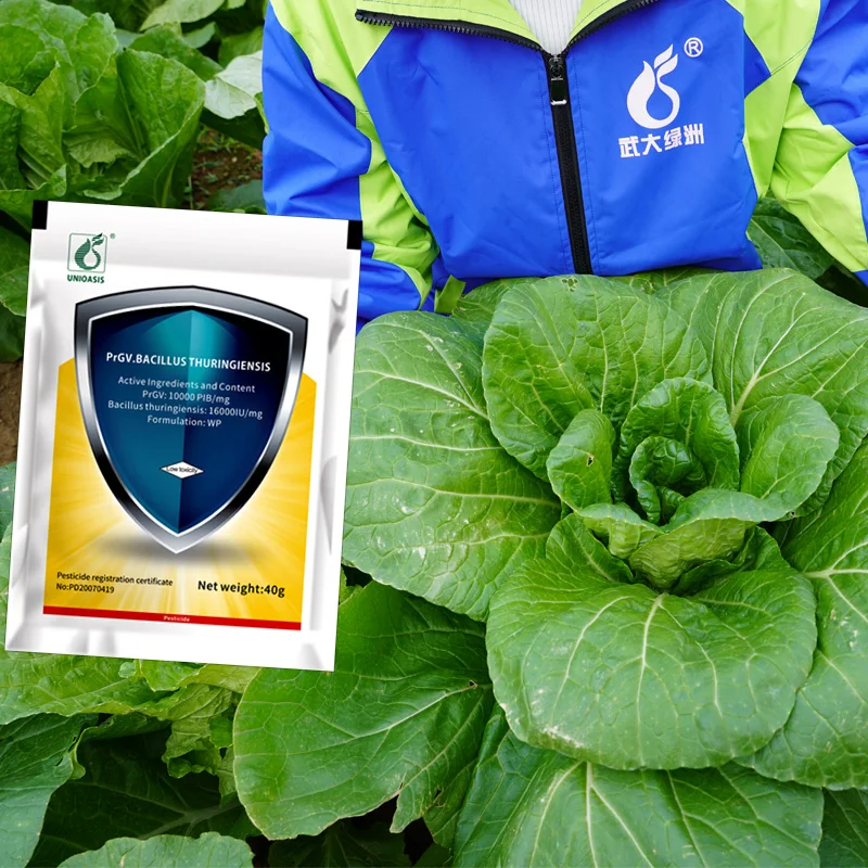 Sustainable agriculture vegetable bio pesticide PrGV Bt kill caterpillar for wild cabbage kale