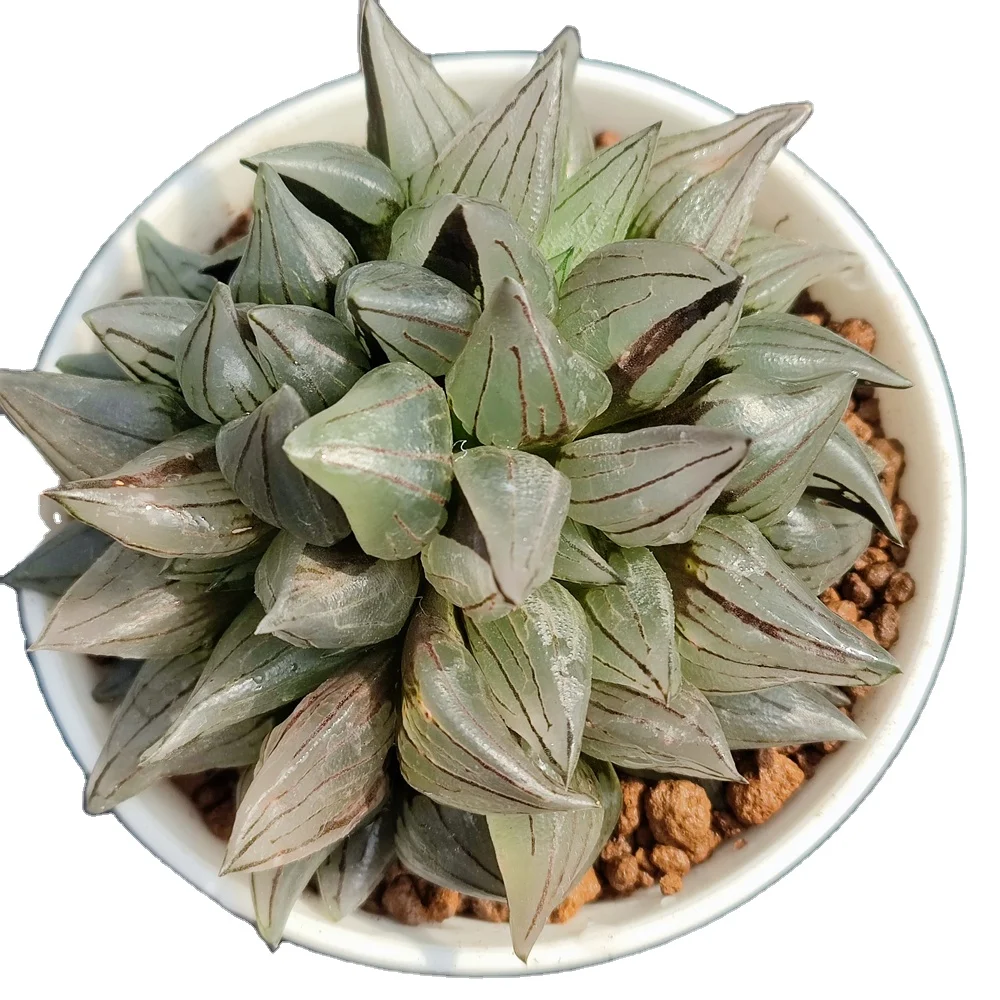 H152 Haworthia атрофа мутант социальные Редкие суккуленты натуральное растение бонсай комнатное растение древесное растение Садоводство Цветочный