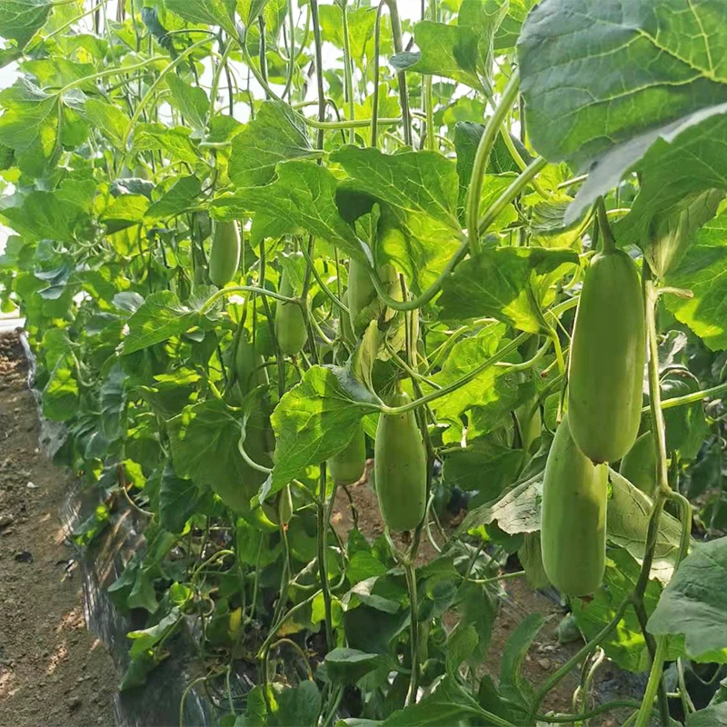 f1 hybrid hami cantaloupe melon seeds