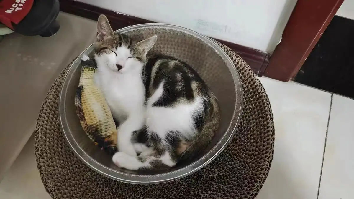 Cup Pet House New Product Durable Waterproof Plastic Pet Dog House Indoor Pet Care