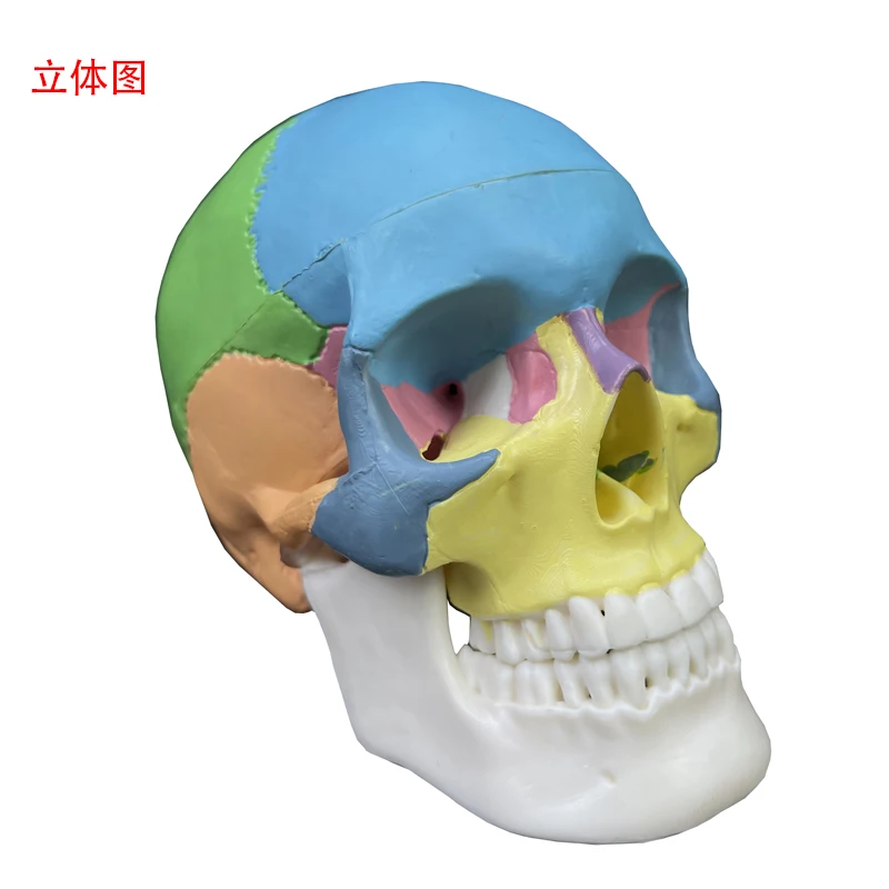 Human skeleton model 3 parts The jaw bone can move 1/2 mini colored skull And brain