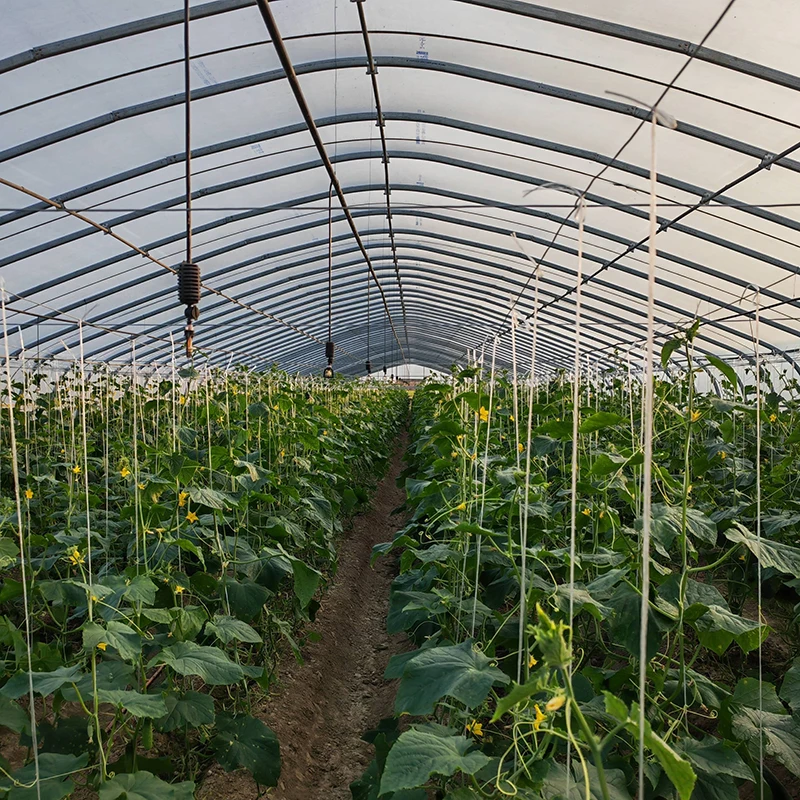 Single Span Polytunnel Tunnel Agricultural Greenhouse