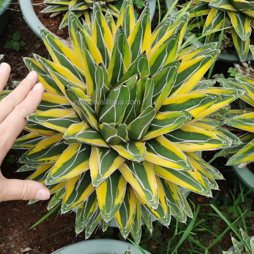 Натуральные растения, Агава, реалистичный кактус, Агава, живые растения, суккуленты, натуральные декоративные растения