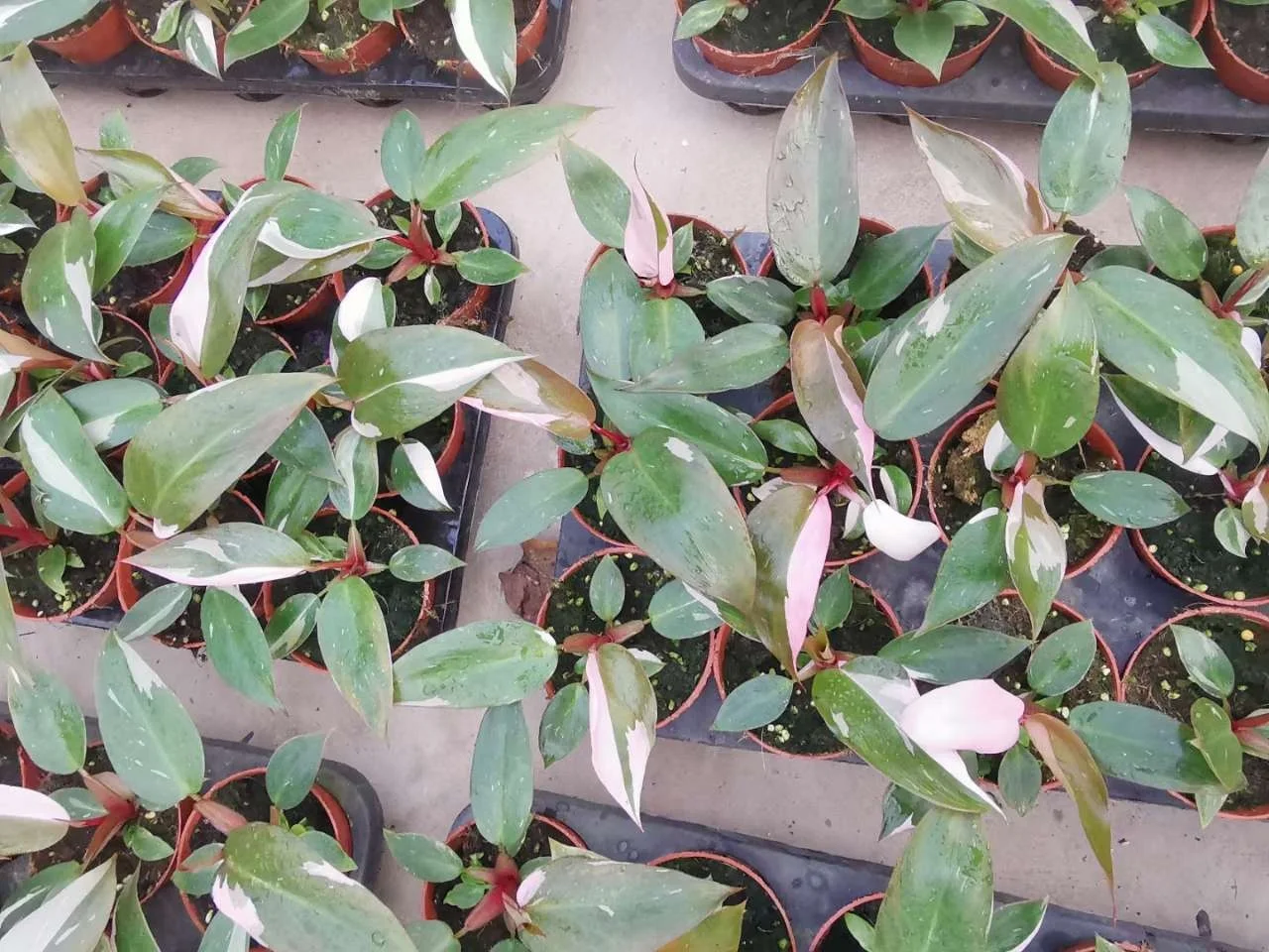 
Philodendron Pink Princess 