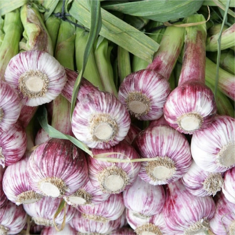 Preferential Price Natural 100% Pure White Fresh Garlic Press Onion Katsu Curry Sauce Oriental Flavor Seasoning Chicken Breast