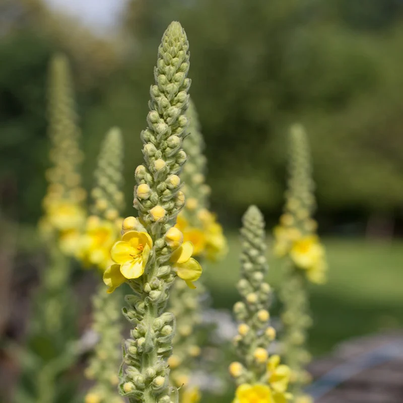 Mao Rui Hua Natural Mullein flower and Leaf cut Dried Mullein Tea