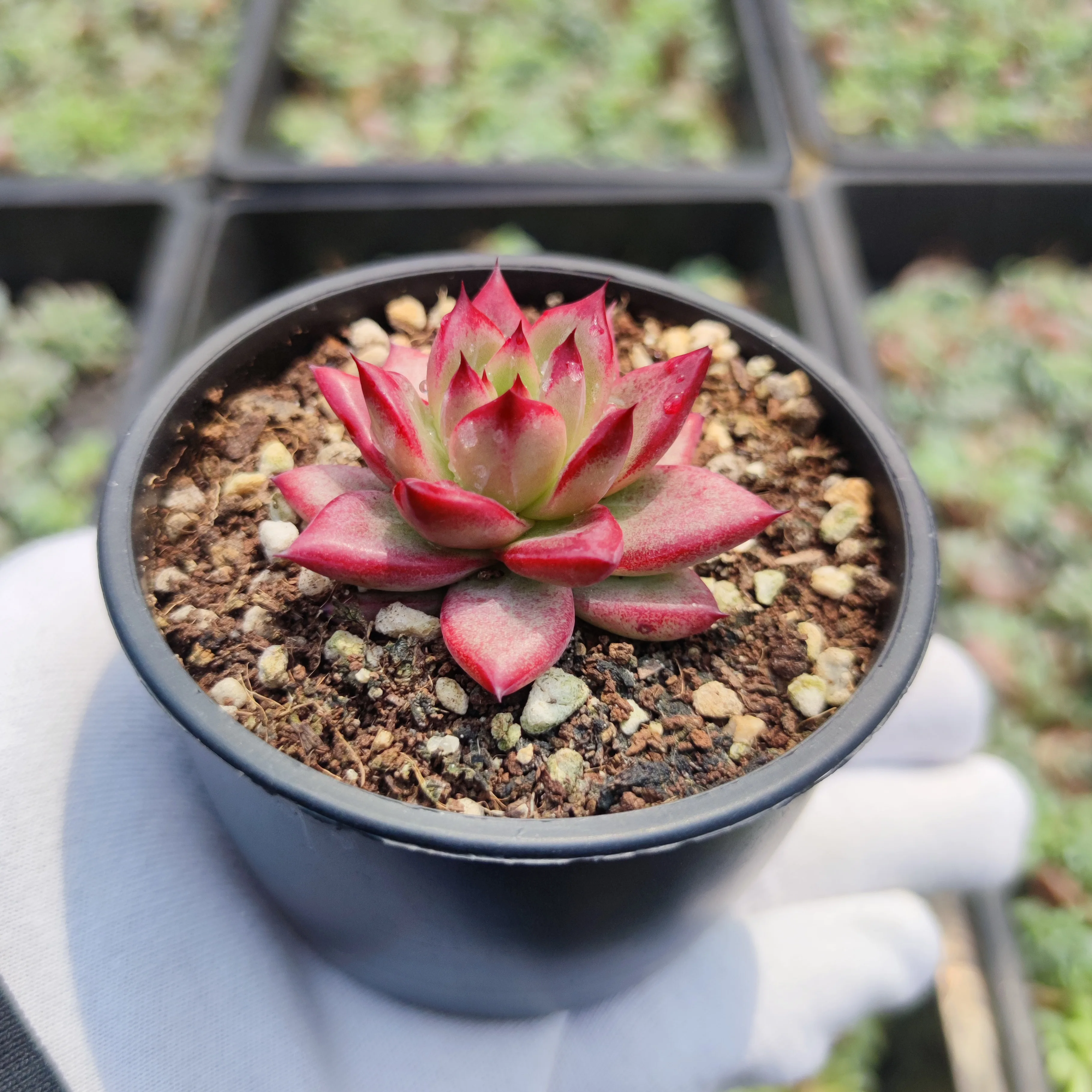 
Popular echeveria suculentas natural succulent wholesale live plants from China nursery 