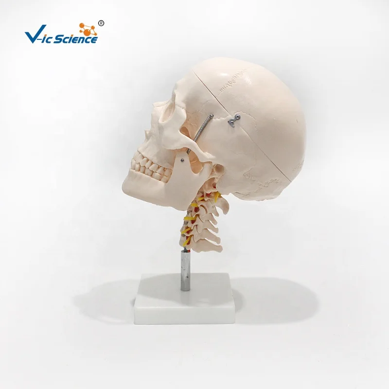 Череп с 8 частями мозга и шейного отдела головы шеи Анатомия человеческого черепа модель