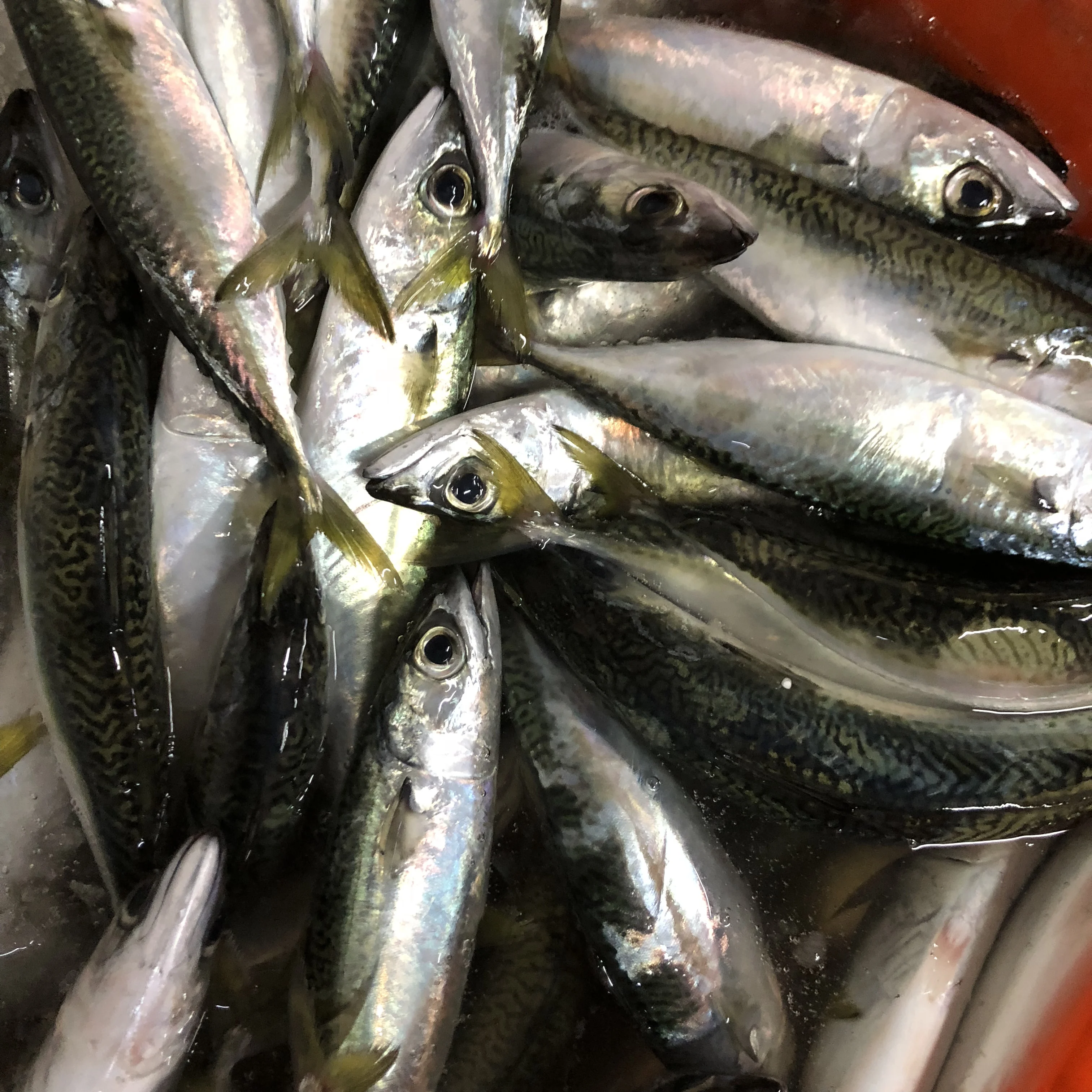 Fresh frozen sardine 50-80g Small sardine wholesaler sardine whole round fish