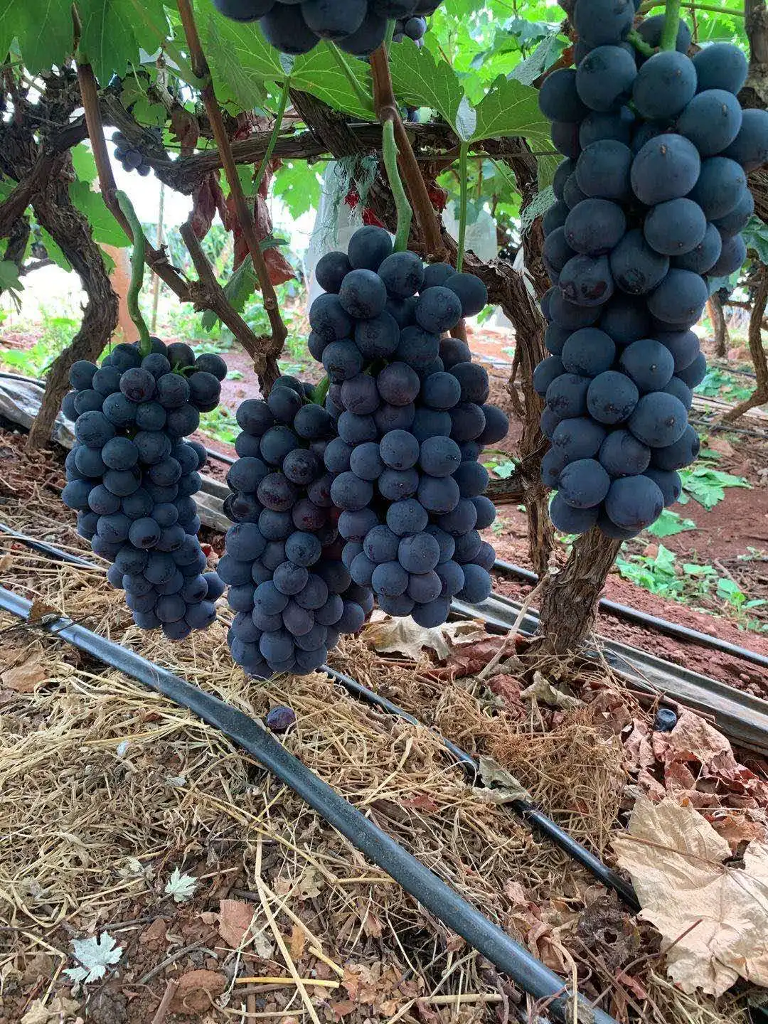 Fresh black grape with juicy sweet taste