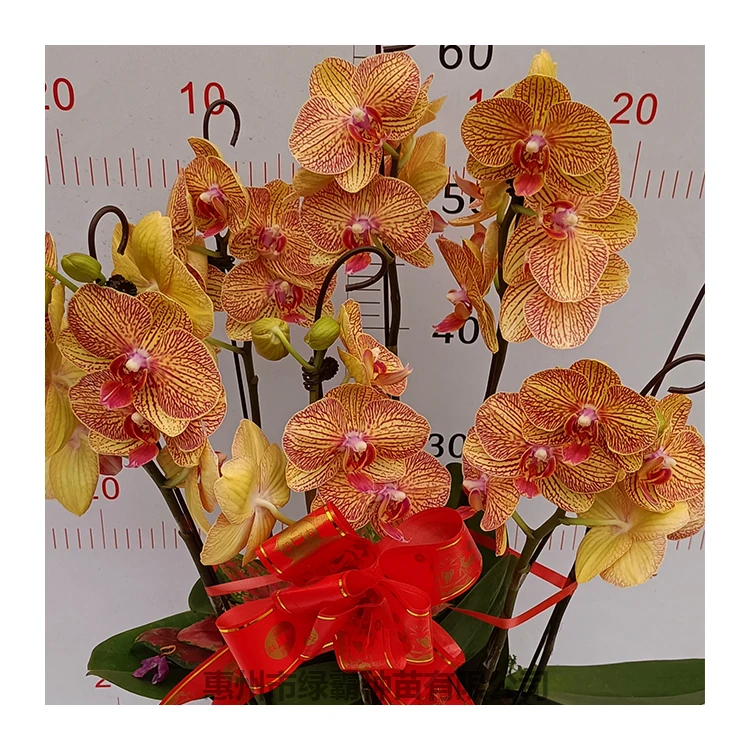 Красивое золотое комнатное натуральное растение, Орхидея фаленопсис