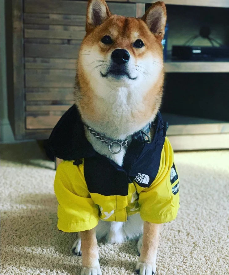 trendy yellow outdoor storm wind winter proof waterproof large pet dog face raincoat windbreaker hoodie coat jacket clothes