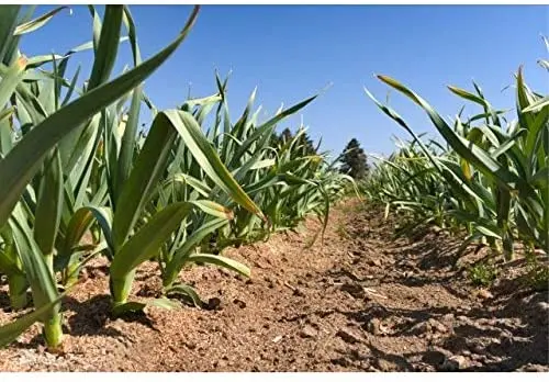 Japanese improves cholesterol levels wholesale price of garlic