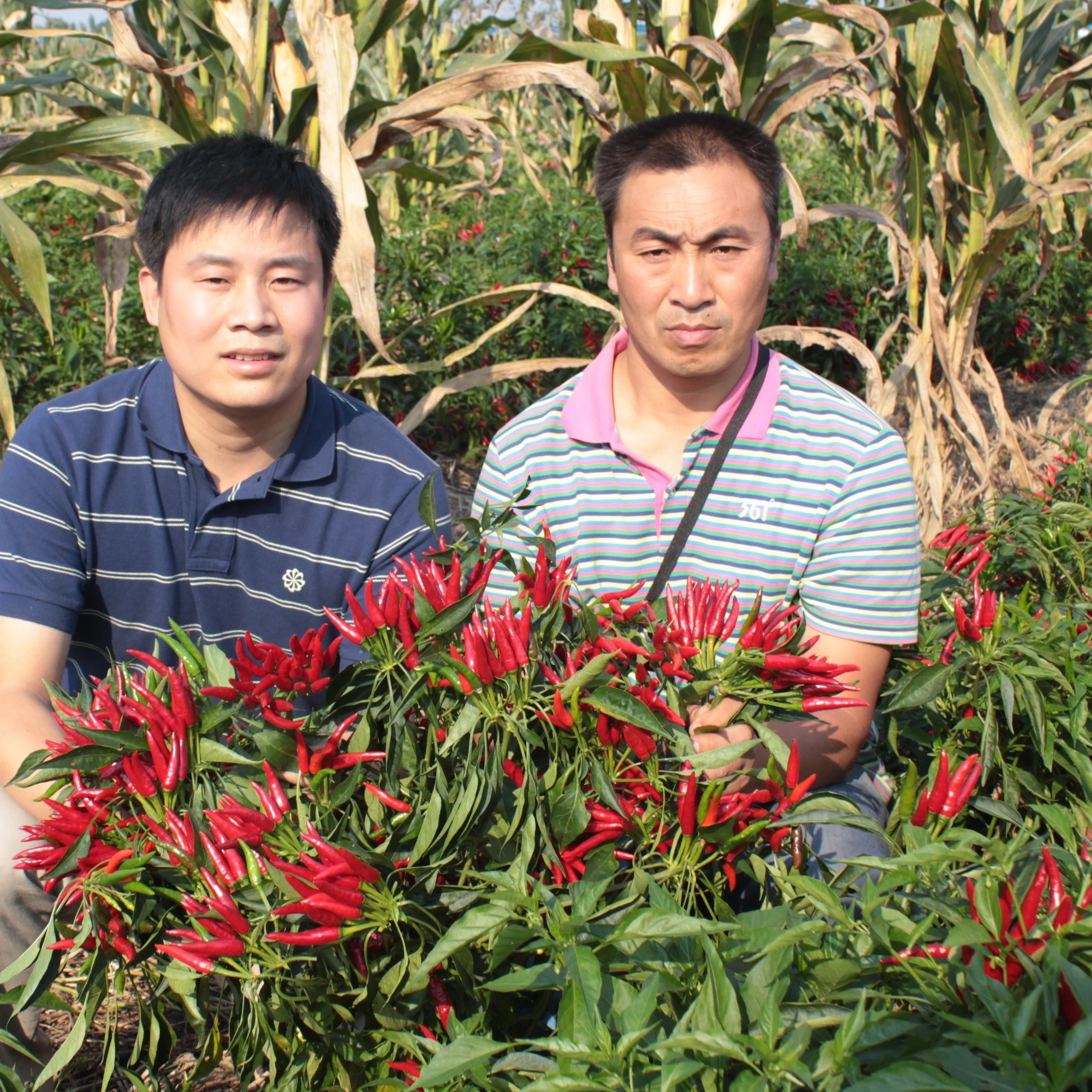 Hybrid Red Cluster Upright Pepper Seeds Chilli Seeds- Sky King Star No. 3