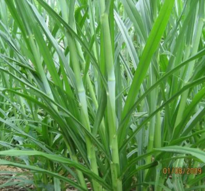 
Good quality pennisetum purpureum grass seeds very good animal feeding food high yield 