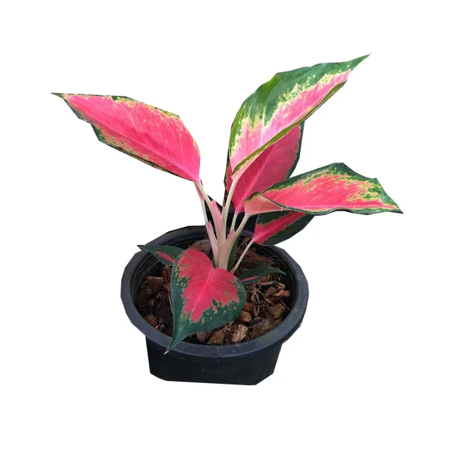 
Оптовая продажа, горшочные растения Aglaonema из Таиланда, Лучшая цена, попробуйте нас! 